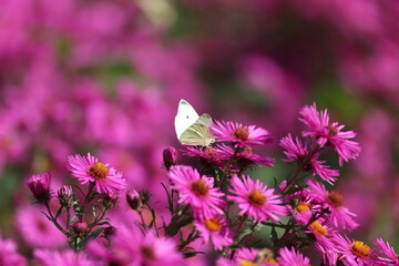 A cabbage butterfly, Pieris rapae, visits a purple Arlington flower in Sauerland	