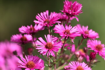 pink flowers of the aster close up. Aster Dumosus