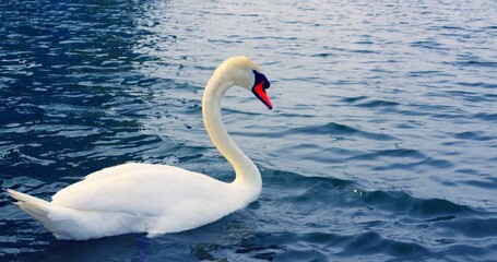 Obraz premium Luxurious swan glides on a beautiful lake close-up cinematic Swan symbolizes nature's beauty peaceful moments. Swan in the serene beautiful lake scene reflecting epic beauty and tranquility.