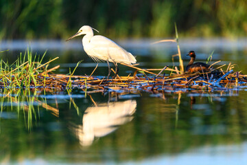 Little egret or Egretta garzetta, pelecaniformes bird of the family Ardeidae.