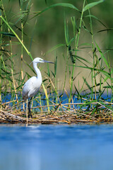 Little egret or Egretta garzetta, pelecaniformes bird of the family Ardeidae.