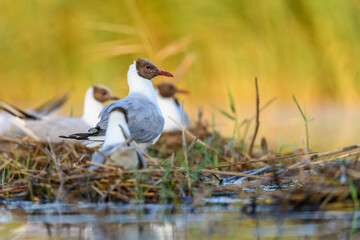 The black-headed gull or Chroicocephalus ridibundus, is a black-faced bird of the family Laridae.