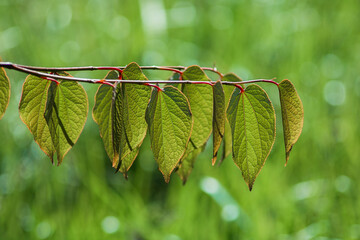 Fresh green leaves hanging from a thin branch