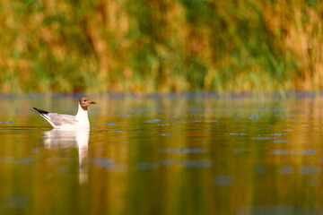 The black-headed gull or Chroicocephalus ridibundus, is a black-faced bird of the family Laridae.