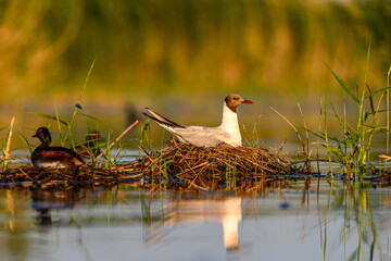 Black-headed Gull or Chroicocephalus ridibundus, nesting its eggs.