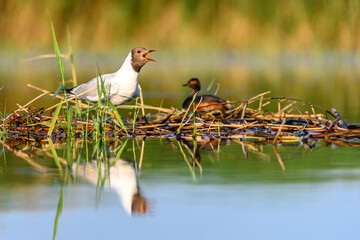 Black-headed Gull or Chroicocephalus ridibundus, incubating eggs.