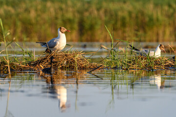The black-headed gull or Chroicocephalus ridibundus, is a black-faced bird of the family Laridae.