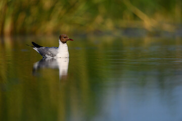 The Black-headed Gull or Chroicocephalus ridibundus, swimming in the lagoon.