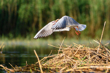 The black-headed gull or Chroicocephalus ridibundus, is a black-faced bird of the family Laridae.