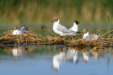 The black-headed gull or Chroicocephalus ridibundus, is a black-faced bird of the family Laridae.
