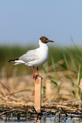 The black-headed gull or Chroicocephalus ridibundus, is a black-faced bird of the family Laridae.