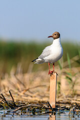 The black-headed gull or Chroicocephalus ridibundus, is a black-faced bird of the family Laridae.