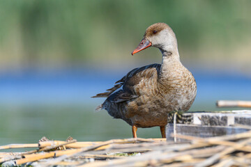 Red duck or Netta rufina, is a species of anseriform bird in the family Anatidae.