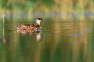 Red duck or Netta rufina, is a species of anseriform bird in the family Anatidae.