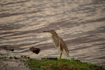 Ardeola grayii is a bird species from the heron family. It breeds in southern Iran, eastern India, Myanmar, Bangladesh and Sri Lanka. In the east it is parapatric with Ardeola bacchus.