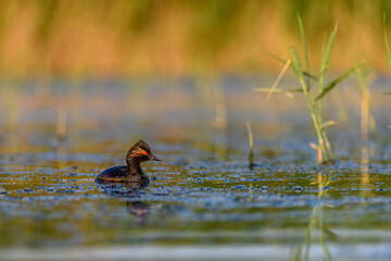Black-necked Grebe or Podiceps nigricollis, podicipediform bird of the family Podicipedidae.