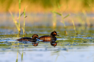 Black-necked Grebe or Podiceps nigricollis, podicipediform bird of the family Podicipedidae.