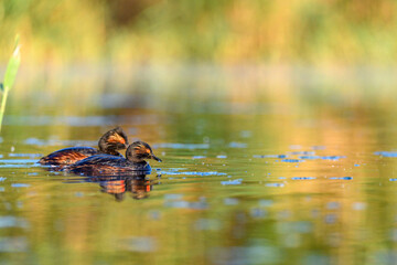 Black-necked Grebe or Podiceps nigricollis, podicipediform bird of the family Podicipedidae.