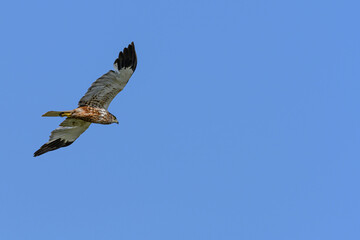 Western marsh harrier or Circus aeruginosus, in flight.