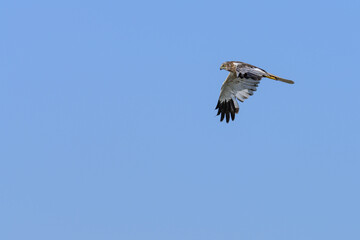 Western marsh harrier or Circus aeruginosus, of the Accipitridae family.