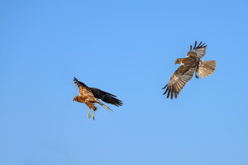 Western marsh harrier or Circus aeruginosus, of the Accipitridae family.
