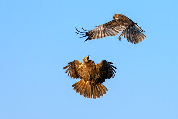 Fight between two marsh harriers.