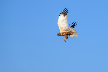 Western marsh harrier or Circus aeruginosus, of the Accipitridae family.