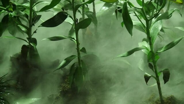 The morning mist floats above the ground, Low clouds flow through the trees, autumn trees and clouds flowing through, background video, Magical fog floating between trees