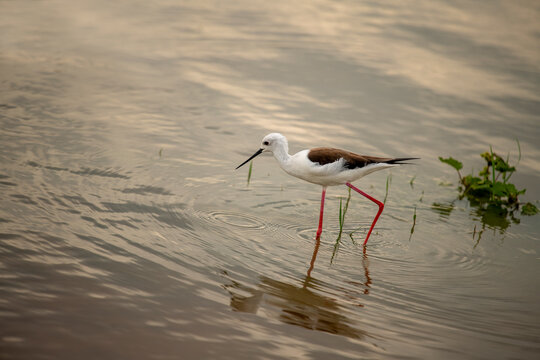 The common stilt is a species of bird from the swordbill family. They are mostly white with long pink legs, a long thin black beak, and a dark head and dark back.