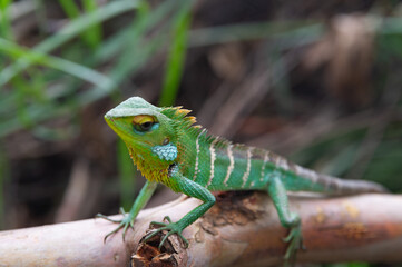 Sri Lankan Green Garden Lizard 