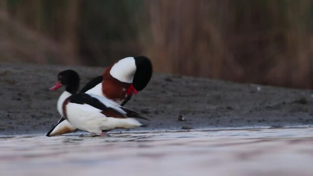 Two piebald birds are standing on the shore of the bay and cleaning their feathers. The video shows a male and a female. Common shelduck duck videos