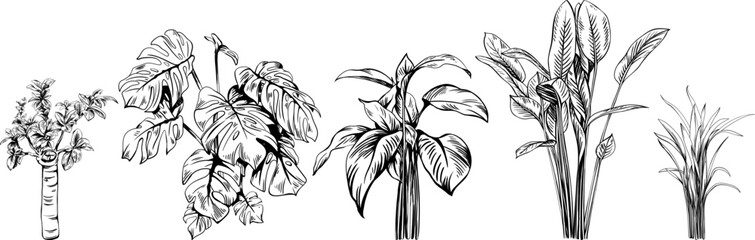 Exotic tropical plants. Black and white engraved ink art. Isolated leaves illustration element on white background. - obrazy, fototapety, plakaty