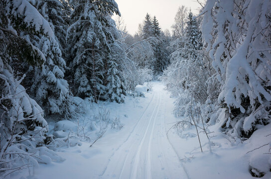Ski track in winter forest amongst snow covered trees, Cold snowy wonderland scenery in Scandinavia, Rönnby, Västerås, Sweden