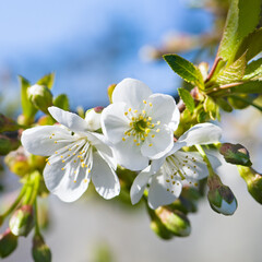 Branches of blossoming cherry on light blue sky background .