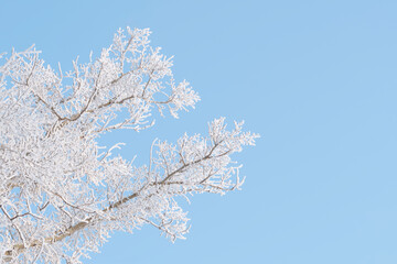 Branches tree are covered with snow crystals and frost after severe winter frosts blue background...