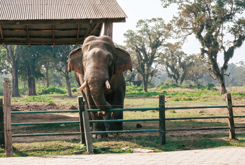 Gentle Giant: Elephant in Sanctuary Setting