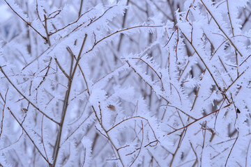 Branches tree are covered with snow crystals and frost after severe winter frost.