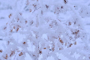 Branches tree are covered with snow crystals and frost after severe winter frost.