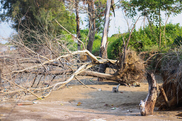Obraz premium fallen dry trees on the beach, coastal erosion