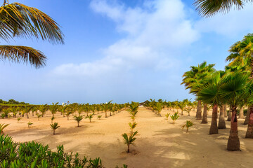 Desert Greening. Growing palm trees in the desert conditions of Boa Vista, Cape Verde, with rows of...