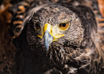 Harris Hawk