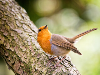 Robin on a Branch