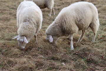 Naklejka na ściany i meble Sheep grazing on a pasture in winter