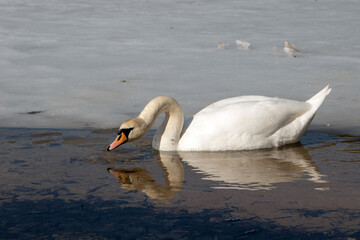 Fototapeta premium wildlife photo captures the serene beauty of a swan gracefully swimming on a tranquil lake. The bird's reflection adds to the picturesque landscape, showcasing the timeless allure of nature's beauty.