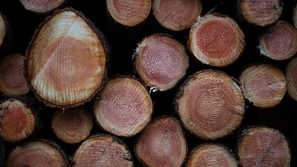Baumstamm frisches holz sägen roden abholzen baum fällt nadeln winter deko hintergrund natur baum 