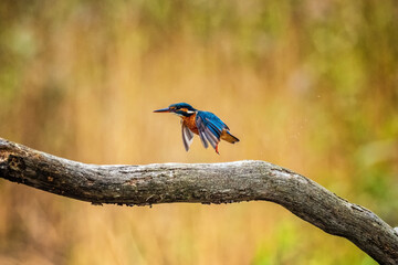Obraz premium Kingfisher in Flight 2