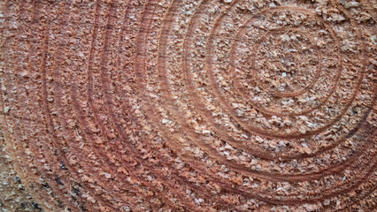 Baumstamm frisches holz sägen roden abholzen baum fällt nadeln winter deko hintergrund natur baum 