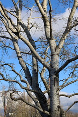 Bare tree in winter on a sunny day