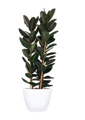 Large and tall interior plant with dark green leafs in a white pot. Isolated.