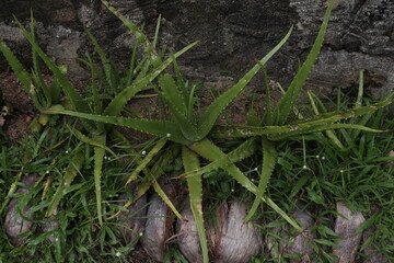 High angle view of the several Aloe vera plants growing on the ground in the garden
